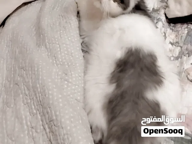 قط بيرشن فان بلاك اند وايت