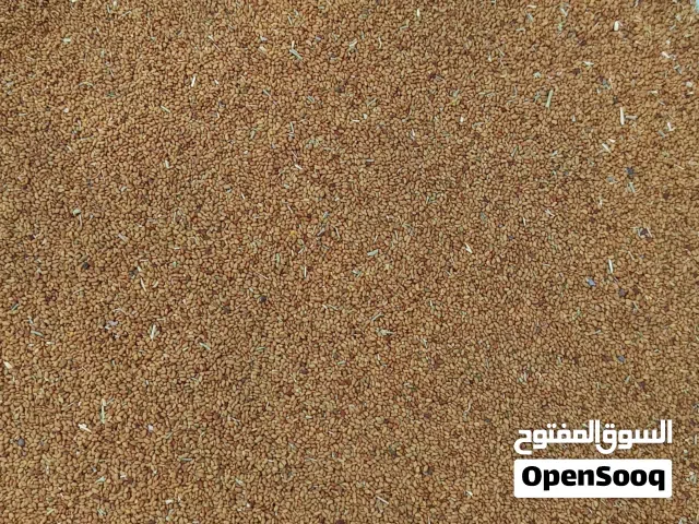 للبيع بذر قت عماني اصلي مضمون 100% انتاج 2025