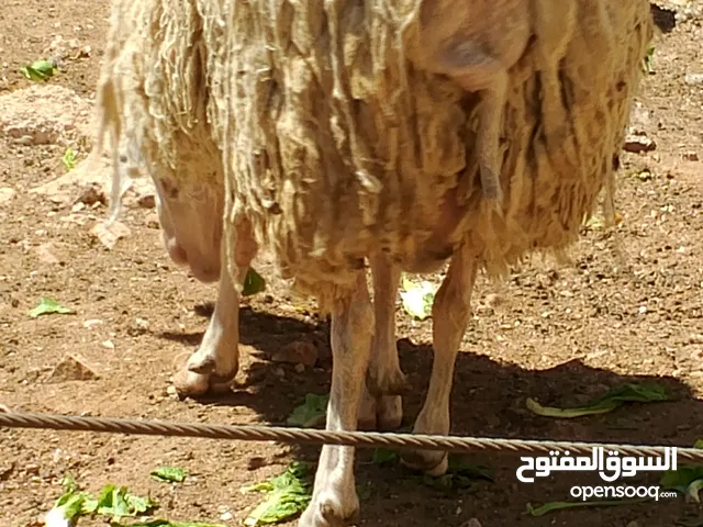 فحل خاروف عساف