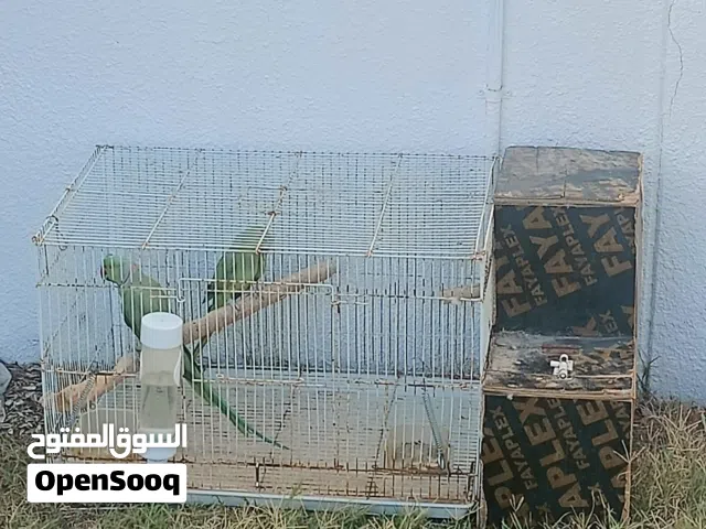زوج دره للبيع