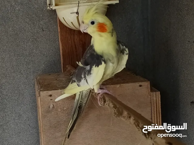 انثى كوكتيل الله يبارك