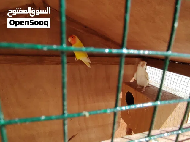 عصافير روز