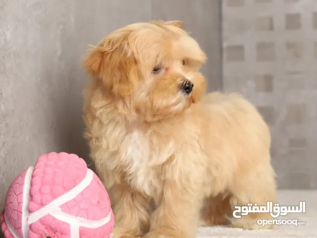 Maltipoo جراء مالتيبو