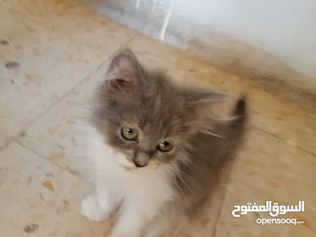 قطط هيملايا/شيرازي مكس 2-3 شهور بسعر 30JD غير قابل للتفاوض