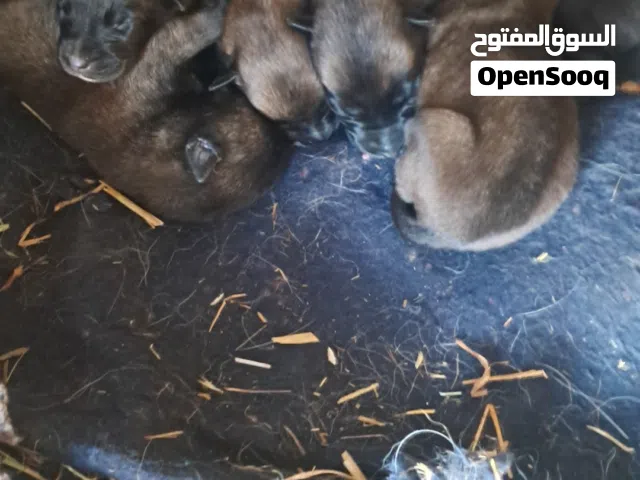 جراء مالينوا للبيع