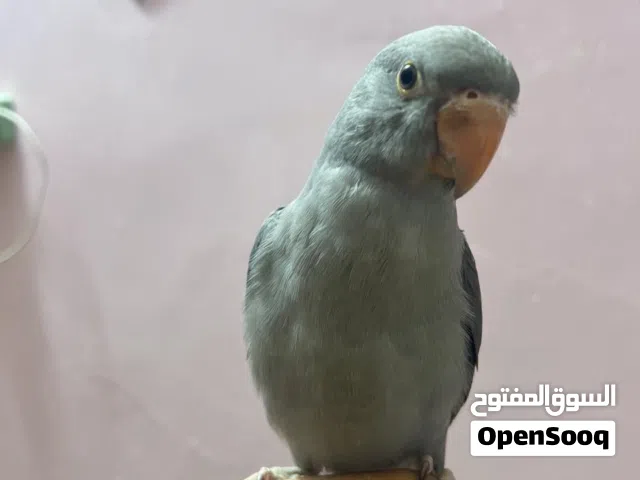 متاح فرخ دره اليف لون رصاصي العمر 3اشهر مكان ناصريه مركز