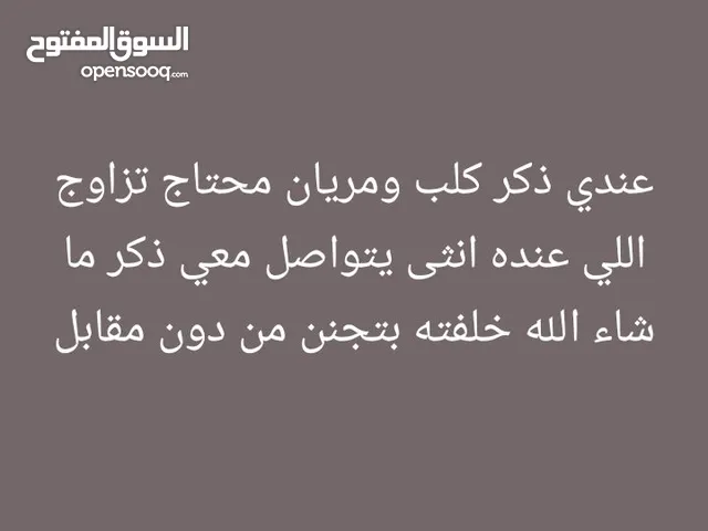 ذكر كلب