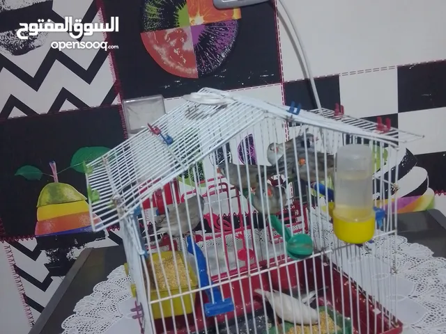 سلام عليكم زيبر عدد 8 سعره طرف 10 كان تخده أكتر من 3نسعدك