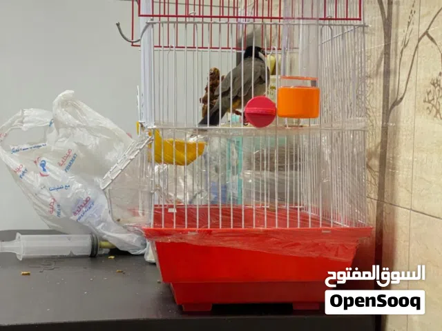 بلبل فحل اليف قفص