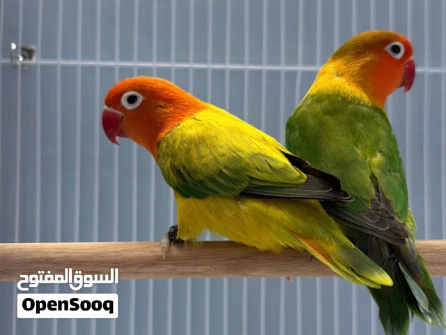 فيشر زوج للبيع