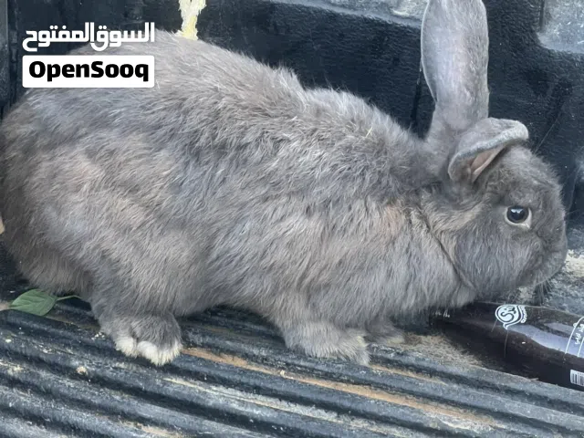 أرنب أنثى للبيع