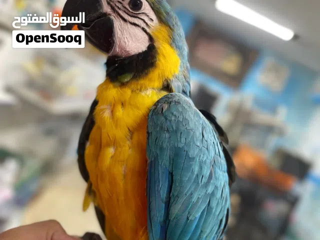 فرخ مكاو عين سودا متكلم واليف للبيع او للبدل