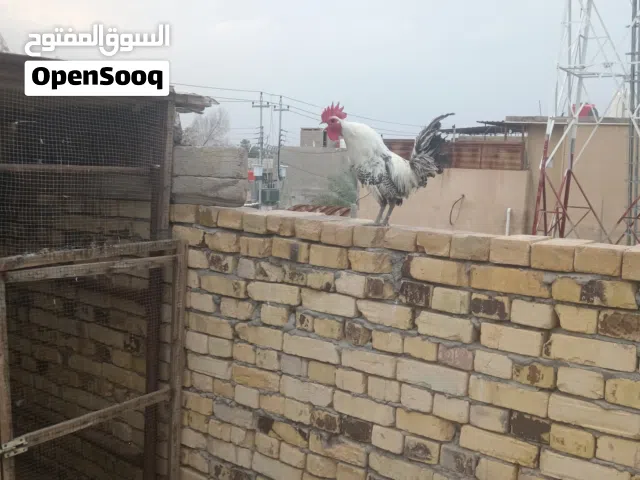 ديك ودجاحات2 بياضات