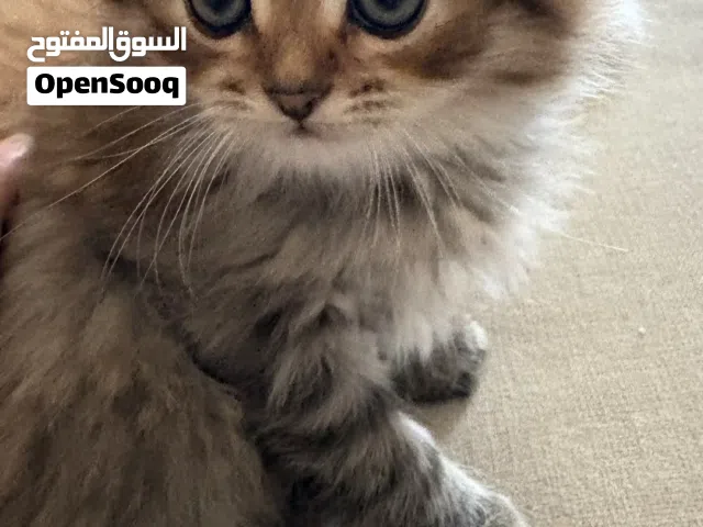 قط ذكر مكس