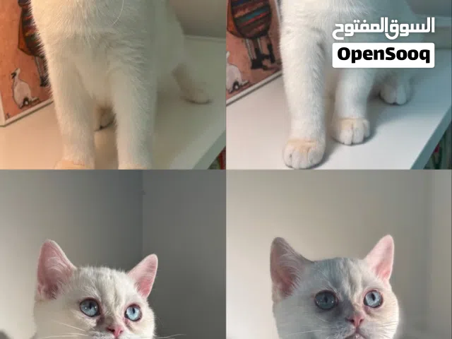 بيع قطط برتش بيور وسكوتش ستريت بيور العمر 5شهور