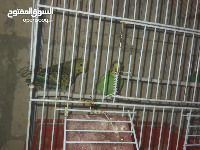 جوز طير حب