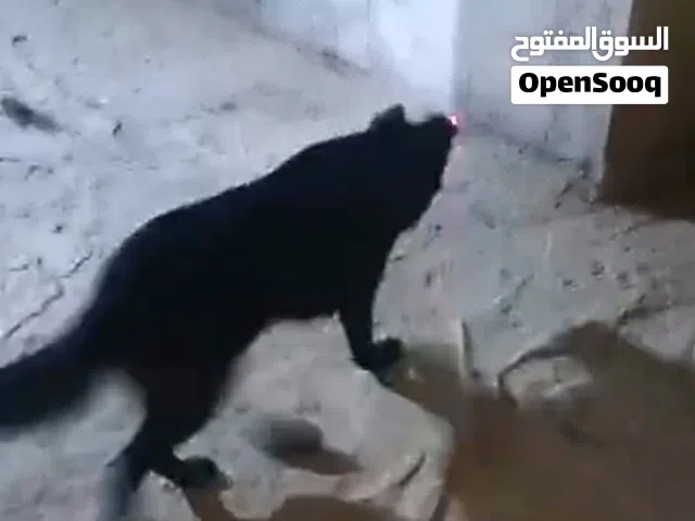 جيرمن شيبرد عمر سنتين