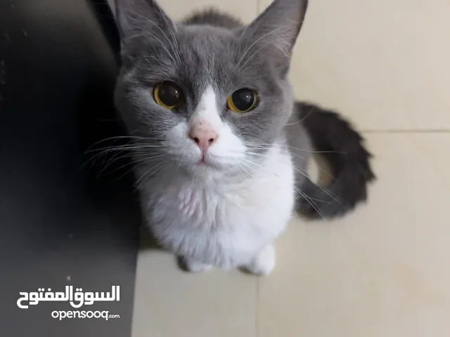 قطه اسكوتش فولد انثى