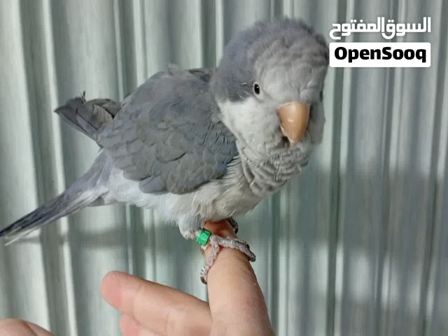 كوكير متكلم طفرة لون سكتي اليف حمامة بيحكي عشر كلمات ببغاء حنون ذكي ولا اروع