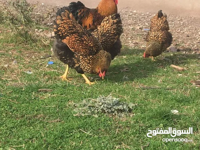 نوادر دجاج البياض و الزينة