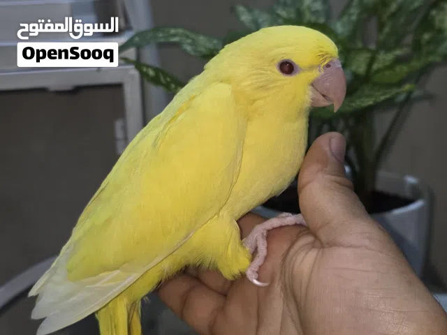 مجموعه طيور للبيع دره نيبالي كنيور روز فقاسه