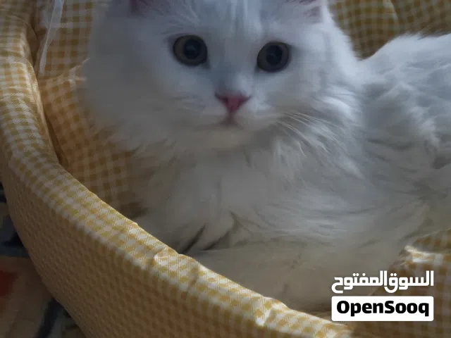 Turkish Angora sweeeeet cat...vaccinated. in a very good health..almost 2kg..maximum 4-month old