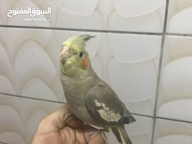 ككتيل اليف 1000/1000
