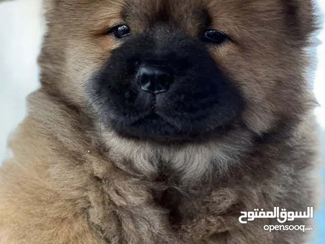 تشاو تشاو بيور للبيع