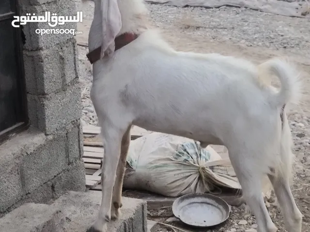 تيس با كستاني للبيع