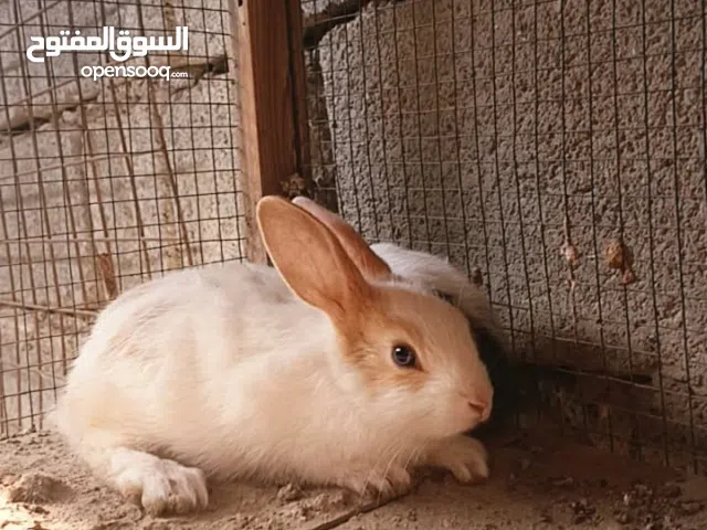 اللهم صل على محمد وال محمد. سلام عليكم ارانب صغار عدد 8