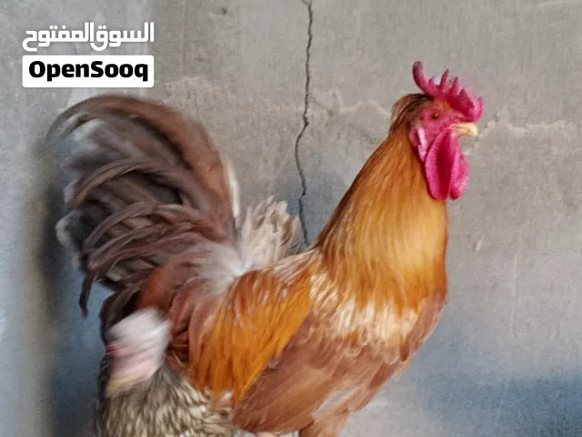 دجاجتين وديج افرك كويتي ابيع كاطعات