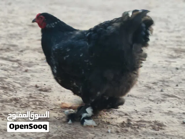 للبيع ولا تبديل بإنتاج كناري