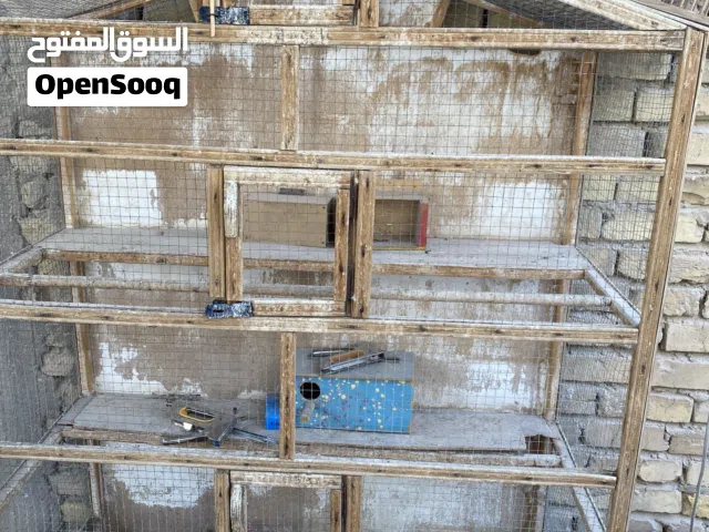 زوجين فناجس جامبو وسط مع قفص كبير