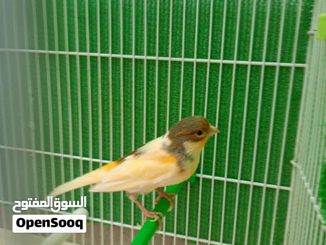 انتاية كناري