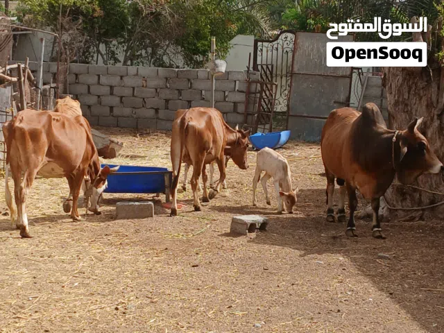 بقر 3 للبيع  و ثور  و2 عجاله  البيع جمله كلهن
