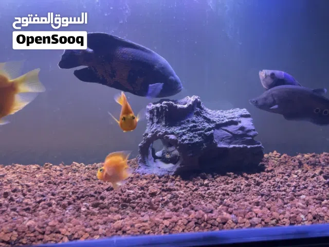 حوض عرض 145 ارتفاع 50. عمق 40 مع كامل السمك والطاوله تفصيل حديد