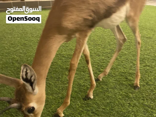 غزال للبيع ذكر 160 ريال