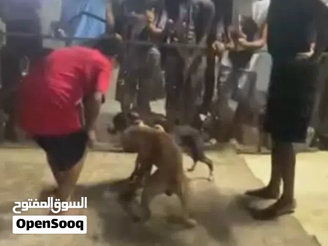 كلب بيتبول فايتر للبيع او للتلقيح