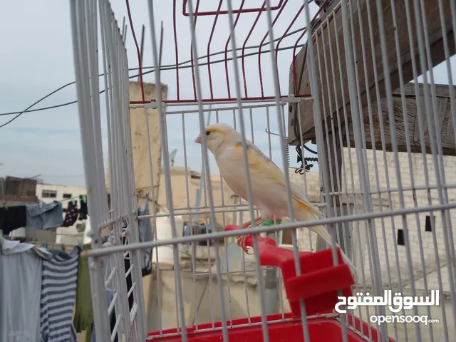 طيره نخب بندوقة موزيك