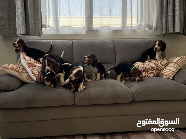 Beagles males and females