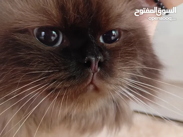 هملايا ذكر صغير بعمر شهرين_فرو فاخر وشخصية حنوينة للبيع بسعر مميز"