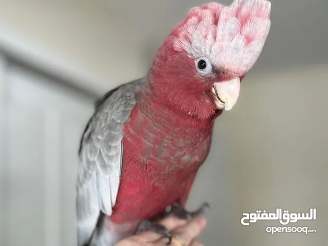 Galah Cockatoo Parrots