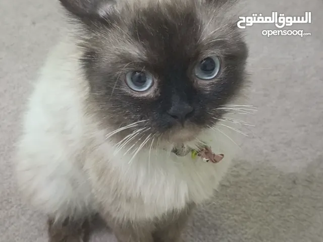 قط birman إليف عمره اكثر من سنة للبيع