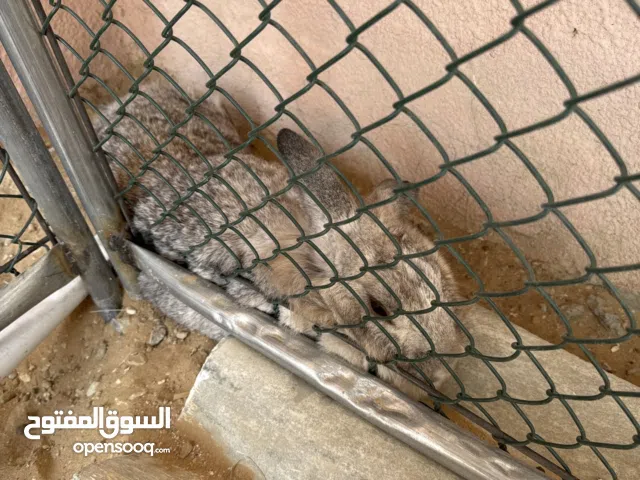 ارنب ذكر منتج عندي من 3 اناث