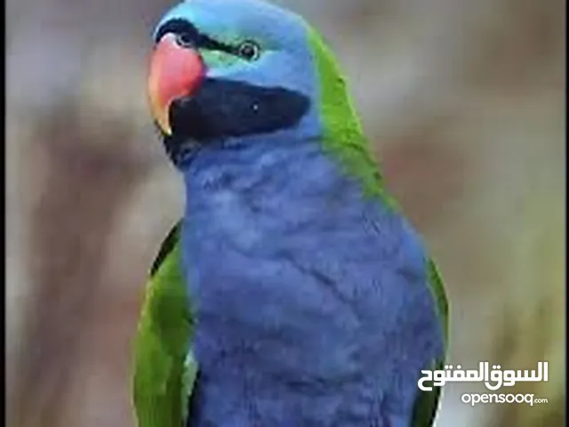 ببغاء الدريبيان الموساتشي ببغاء نادر ومتكلم وأليف وجميل تابع الوصف بعناية