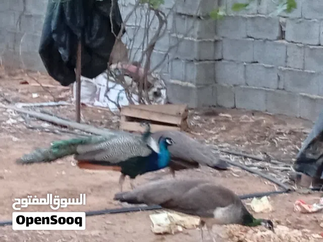 طاووس دكر وانت