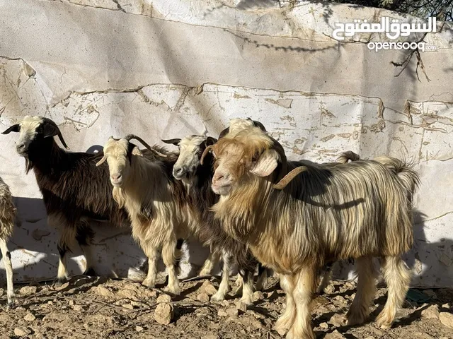 تيس مع 5اغنام