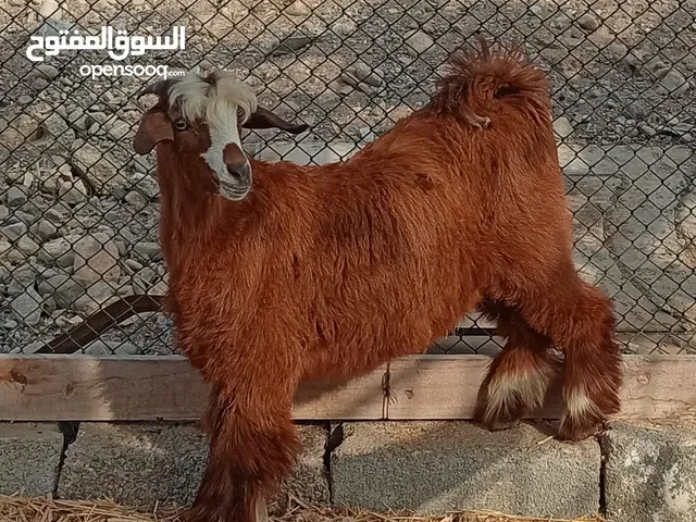 تيس رويان حليب ماشاء الله تبارك الله {العمر} : 5 شهور