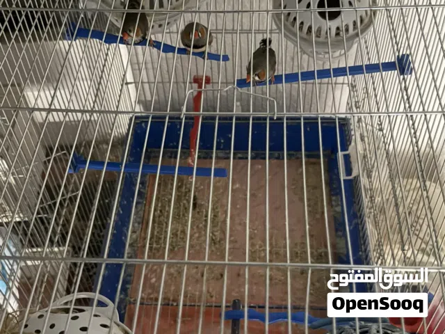 عصافير جنة مع مطيرهم للبيع كامل  القفص 8معالف وفي فيض تحتيهم وفرخ جديدة شغالات الحمدلله امورهم تمام