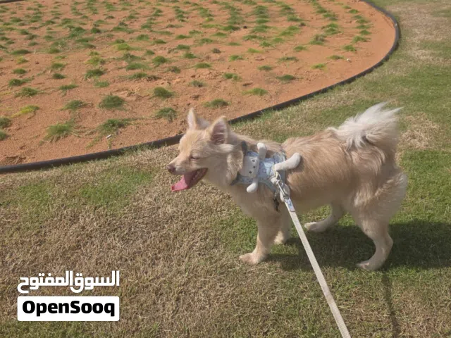 ذكر بومرينيان